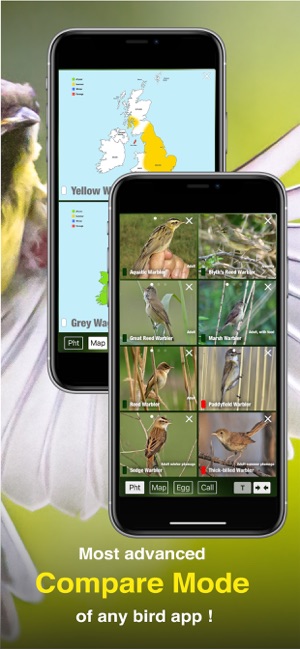 All Birds UK - the Photo Guide(圖6)-速報App