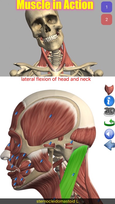 Visual Anatomy Screenshot 1