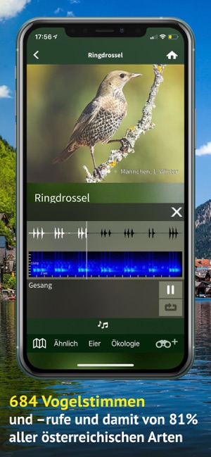 Alle Vögel Österreich(圖4)-速報App