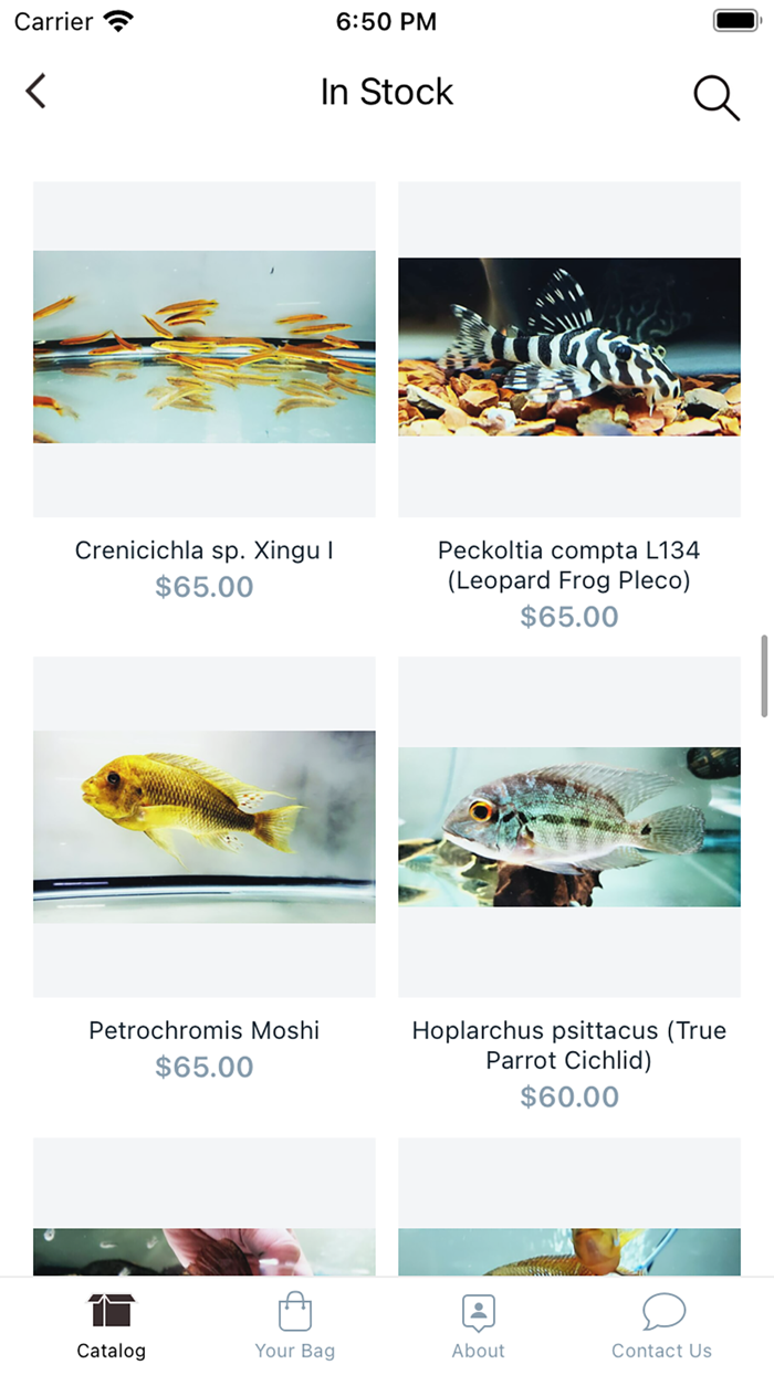 Jasons Plecos  Cichlids LLC