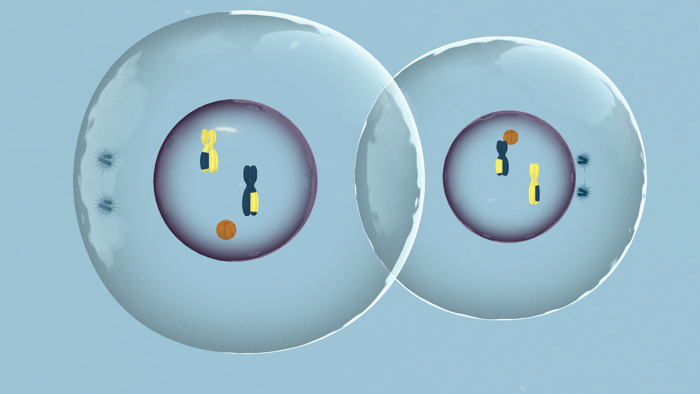 Meiosis  Mitosis by Sensavis