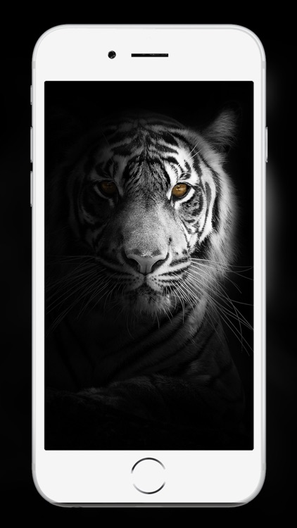 Free download beautiful backrgound colorfull galaxy lion tiger wallpaper  [500x750] for your Desktop, Mobile & Tablet | Explore 50+ Yolo Galaxy  Wallpaper | Spiral Galaxy Wallpaper, Galaxy Wallpaper Widescreen, Beautiful  Galaxy Wallpaper