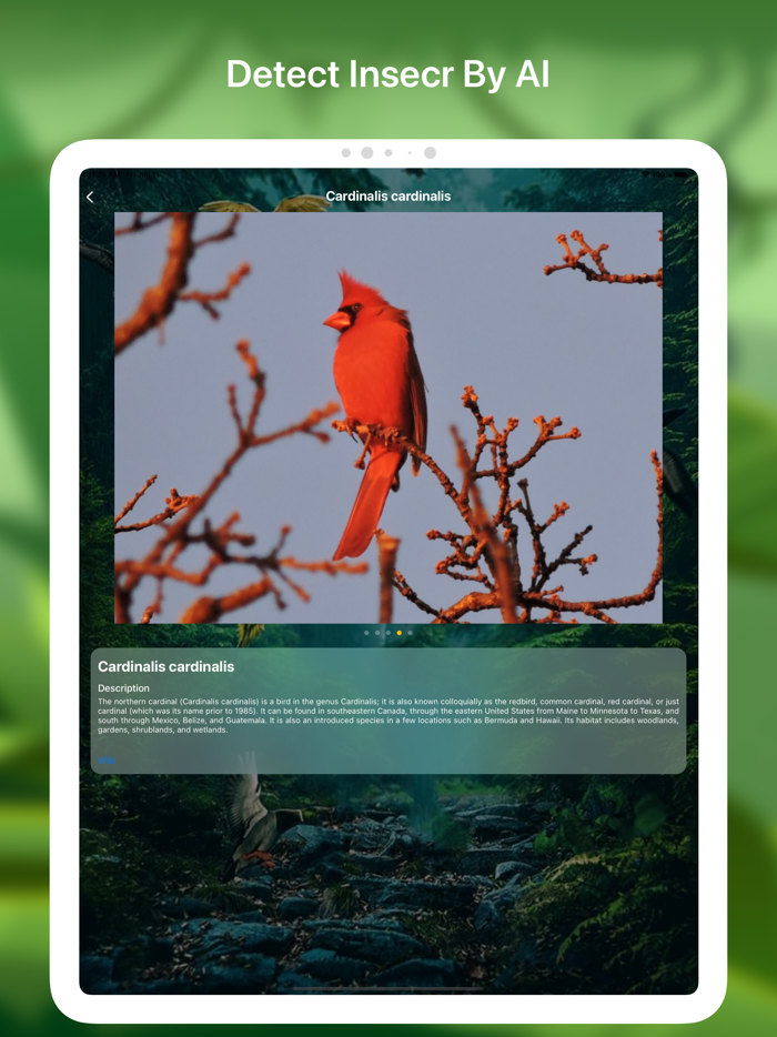 Bird identifier Bird Finder