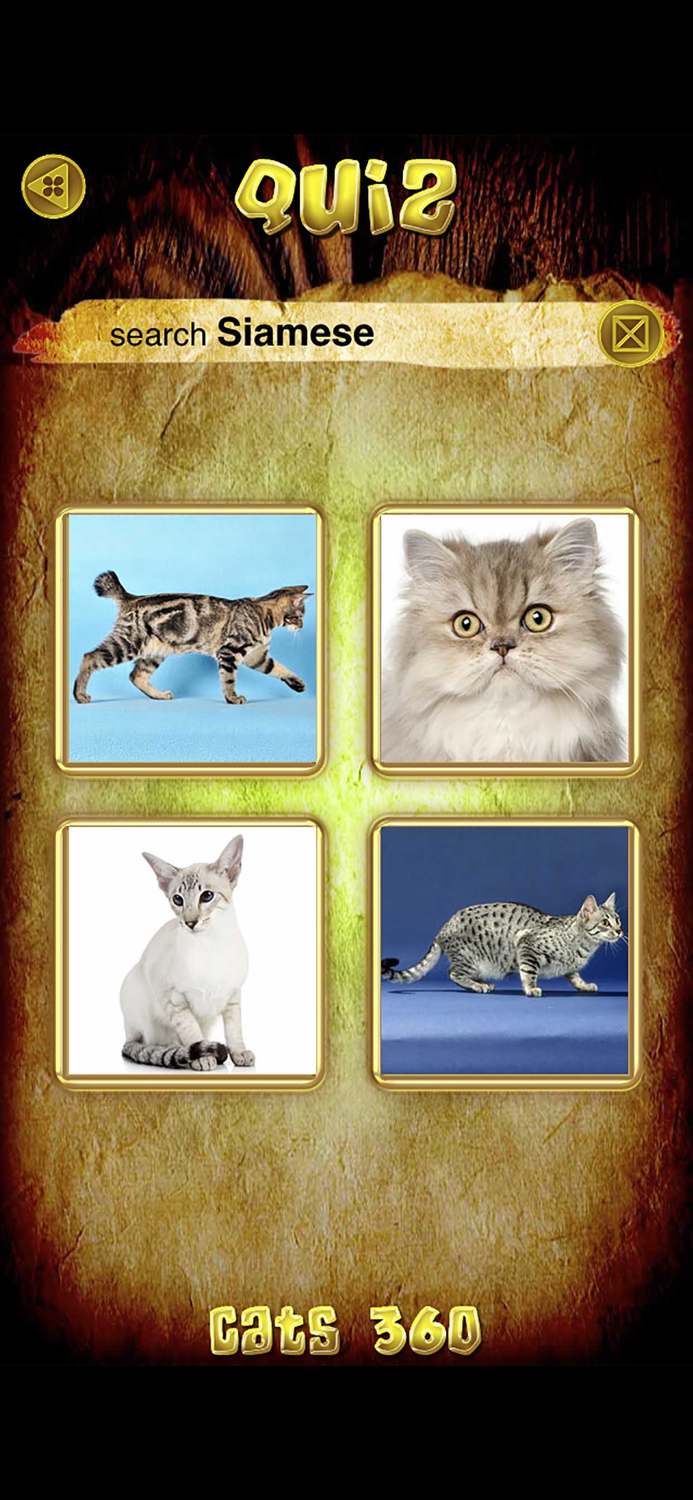 Animals 360 - Cats Gold