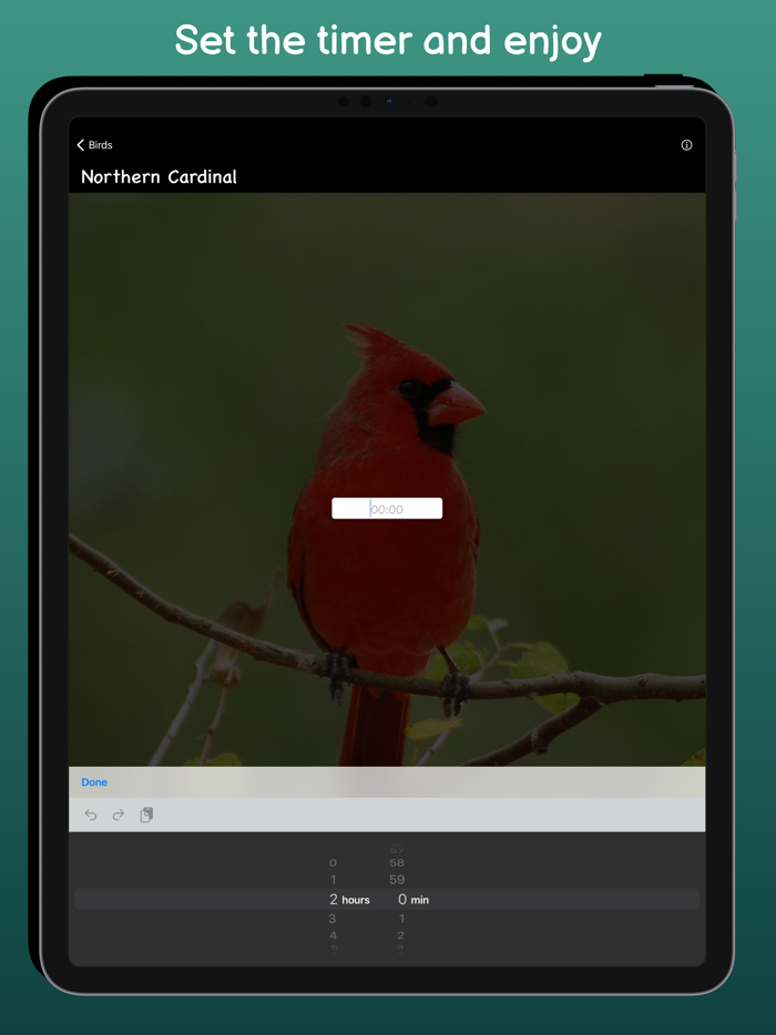 Bird Sounds - Pure Nature
