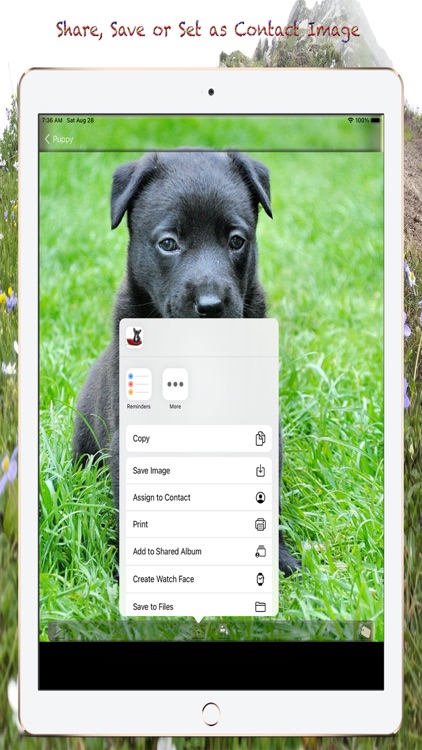 Puppy Photos & Wallpapers screenshot-3