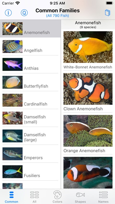 Solomon Islands Fish ID screenshot 2