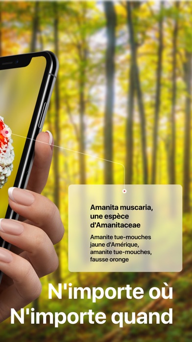 Picture Mushroom - Mushroom ID Picture Mushroom - Mushroom ID