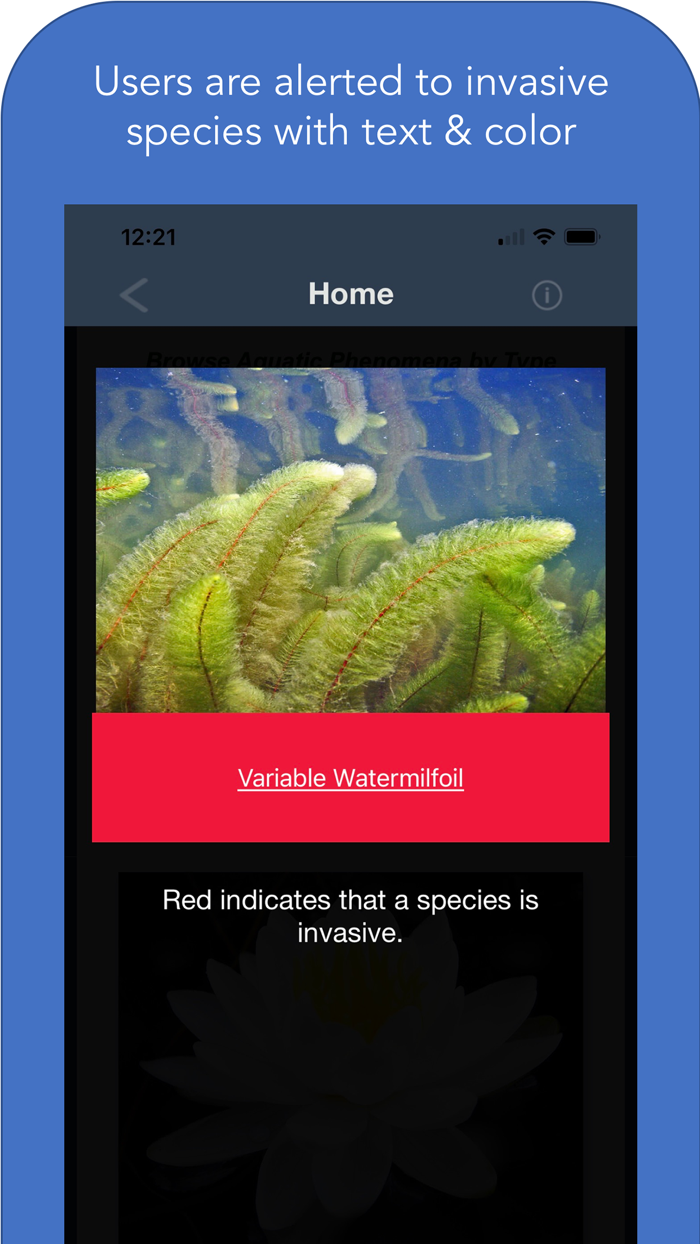 Maine Aquatic Phenomena