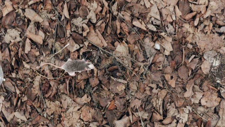 Kitty Krawlers screenshot-5