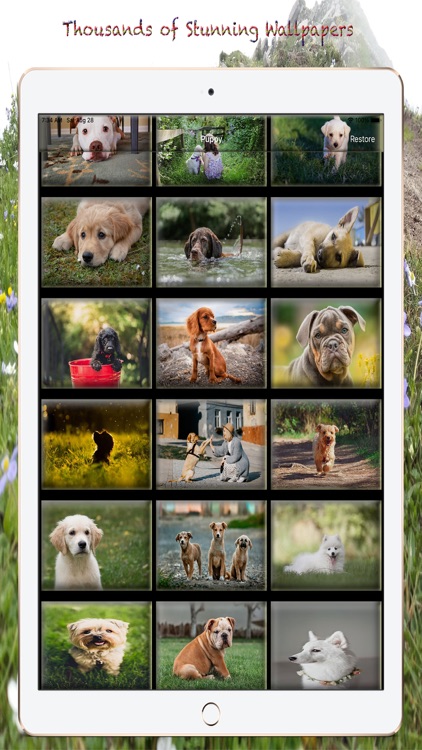 Puppy Photos & Wallpapers