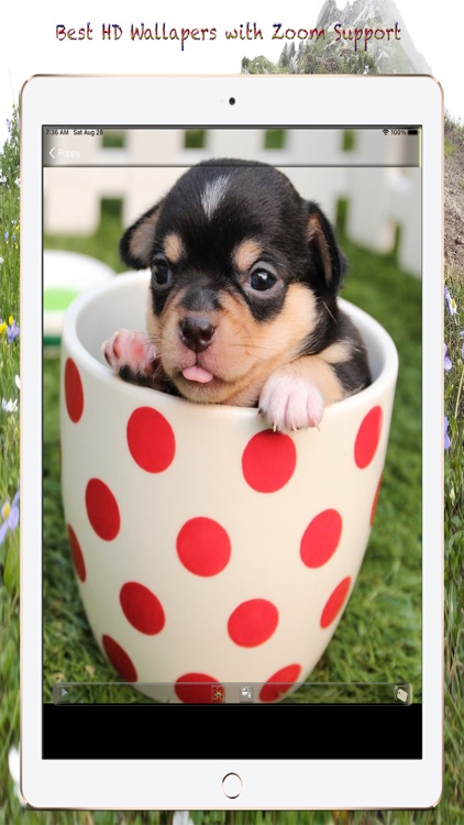 Puppy Photos & Wallpapers