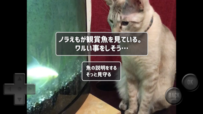 猫飼いシミュレーション