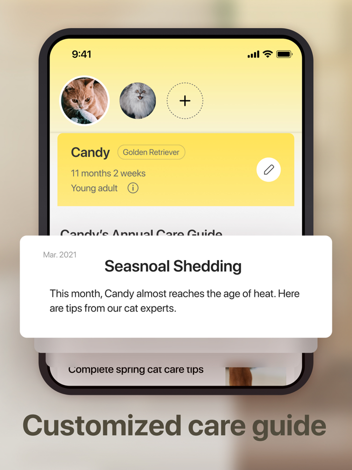 Cat Pal Breed ID  Care Guide
