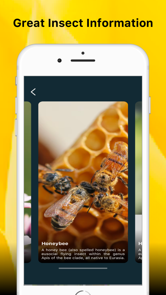 Insect identifier Bug picture