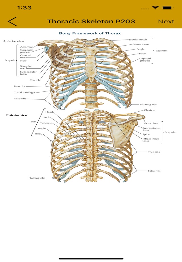 Anatomy Flashcard screenshot 3