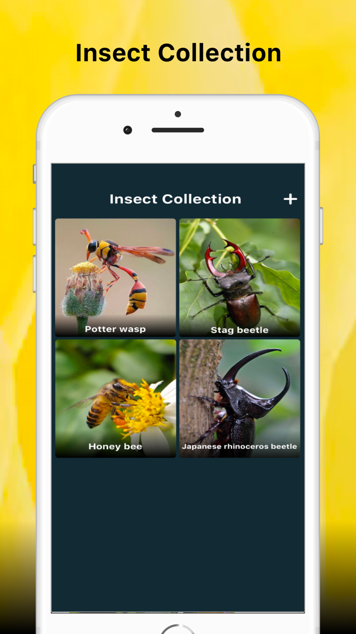 Insect identifier Bug picture
