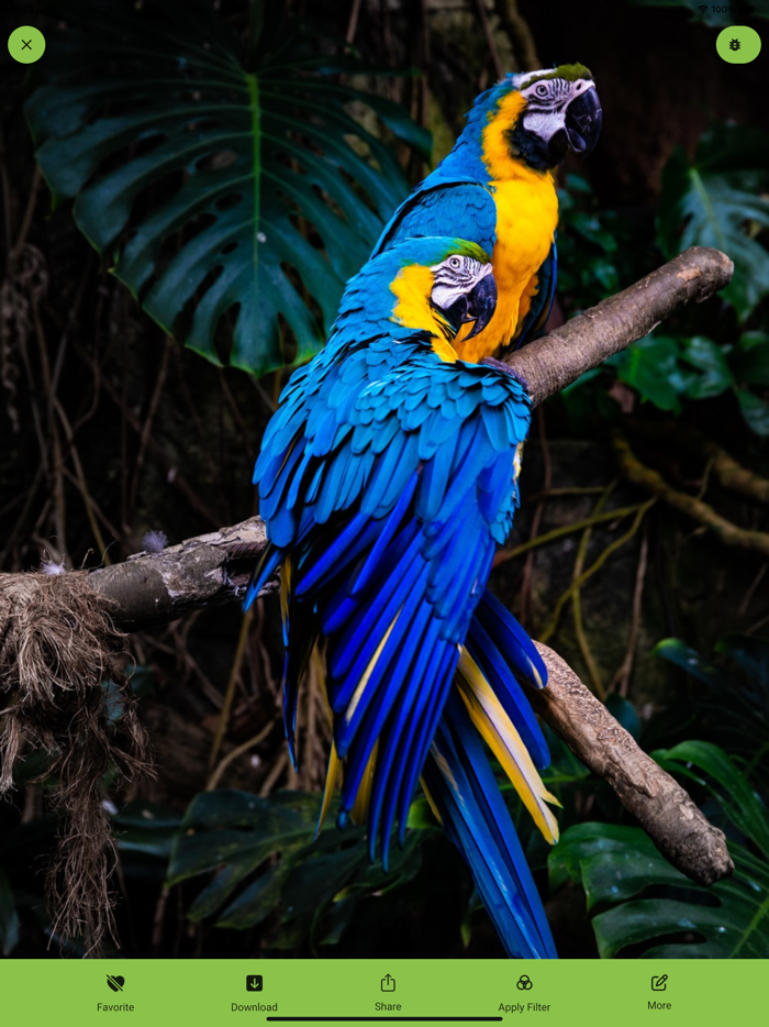 Birds live Wallpaper - 4k