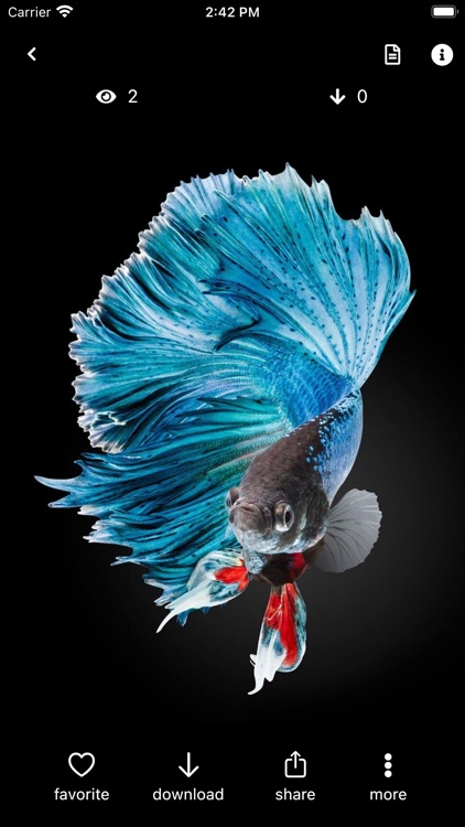 Betta Fish 3D Wallpaper - Latest version for Android - Download APK