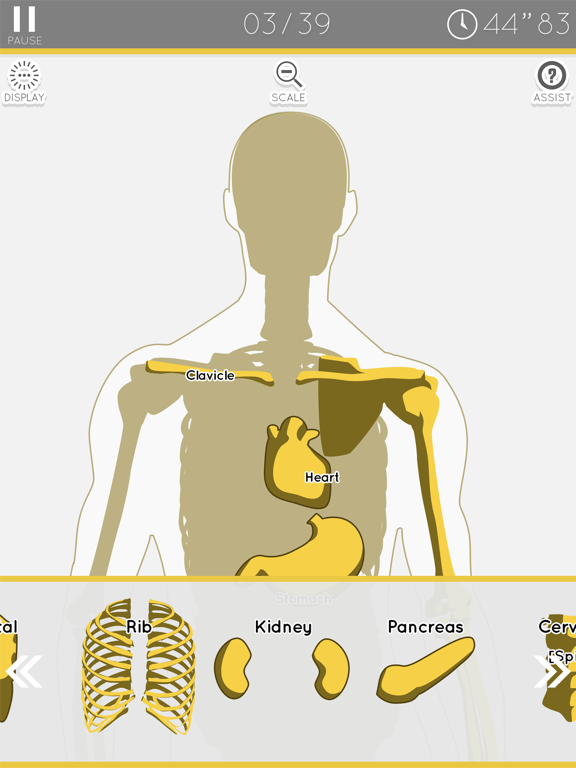 Enjoy Learning Anatomy puzzle screenshot 2