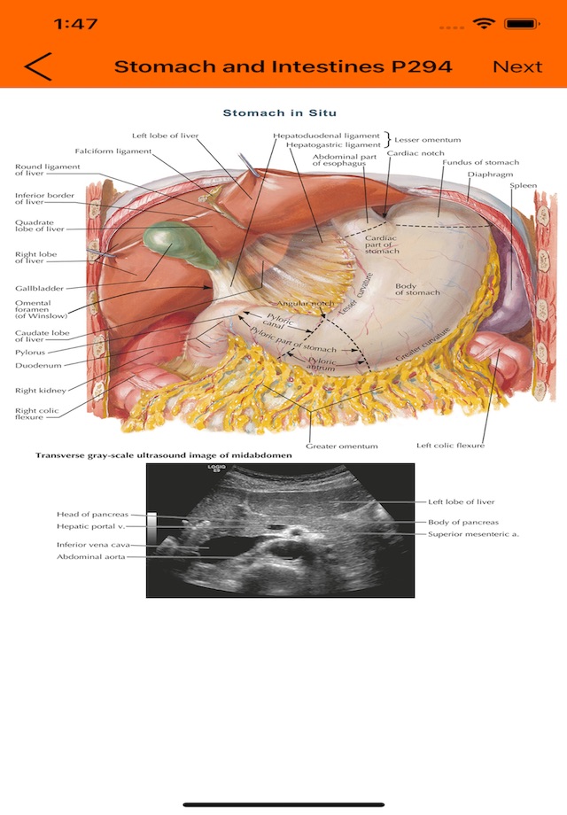 Anatomy Flashcard screenshot 4