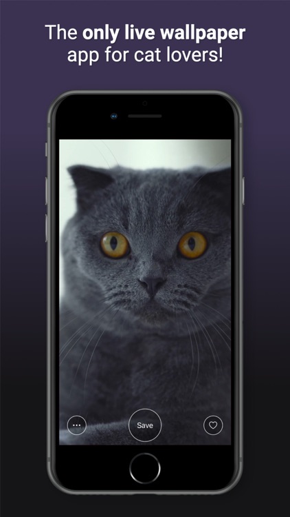 Cat Live Wallpapers screenshot-5
