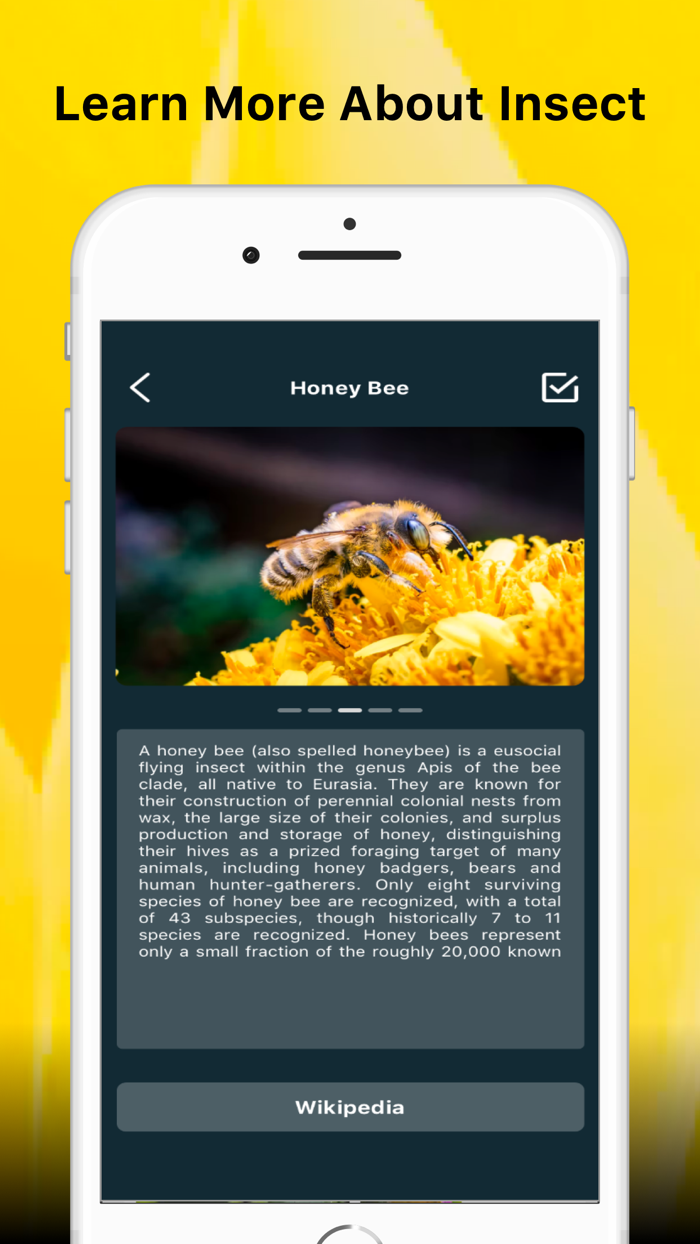 Insect identifier Bug picture