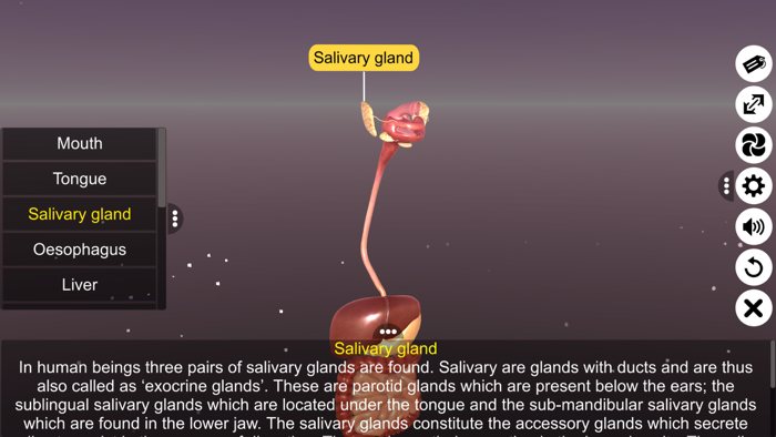 3D Human Digestive System