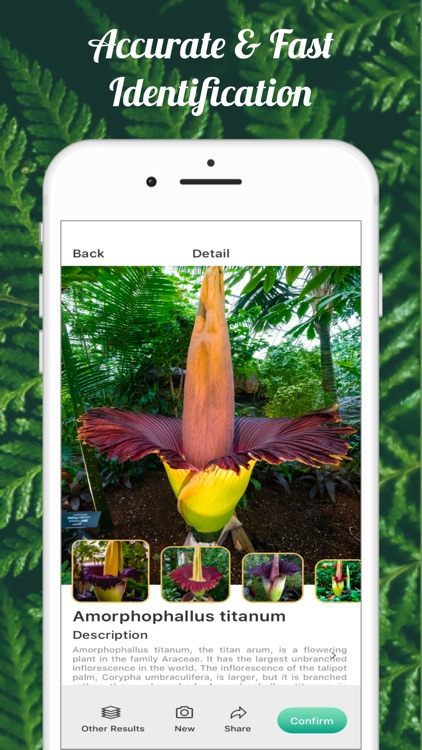 Plant Identifier This Picture