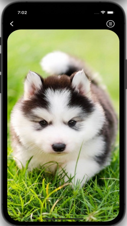 Husky Wallpapers HD Pro screenshot-4