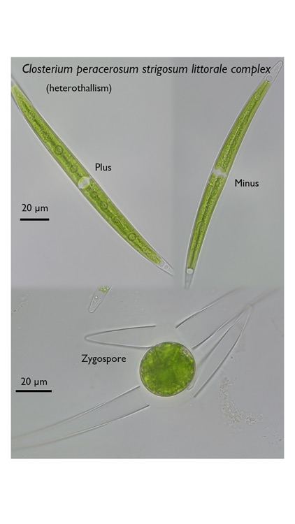 AlgalSex screenshot-4