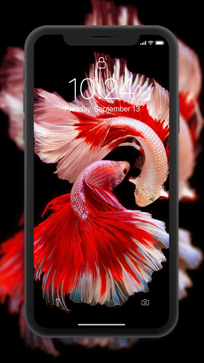 Fish Wallpaper 4D