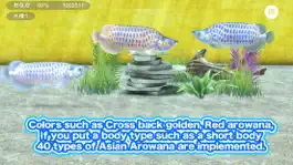 Game screenshot My Asian arowana Aquarium apk