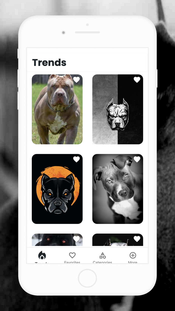 Pitbull Wallpaper 4K