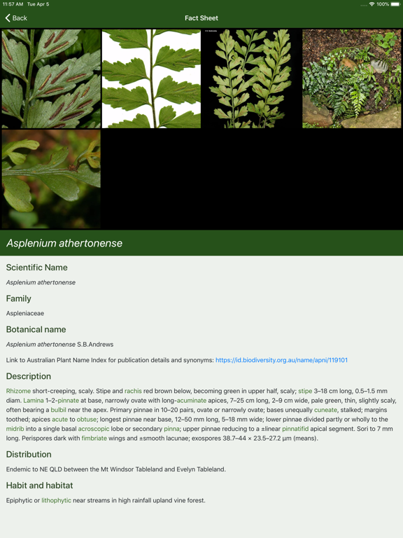 Australian Tropical Ferns screenshot 4