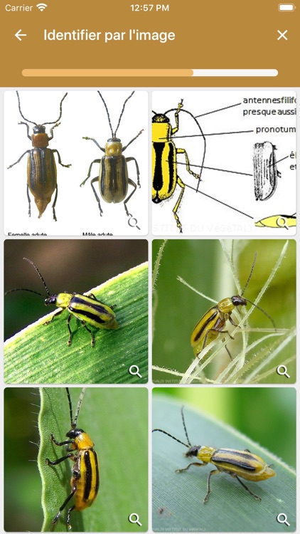 Chrysopop screenshot-3