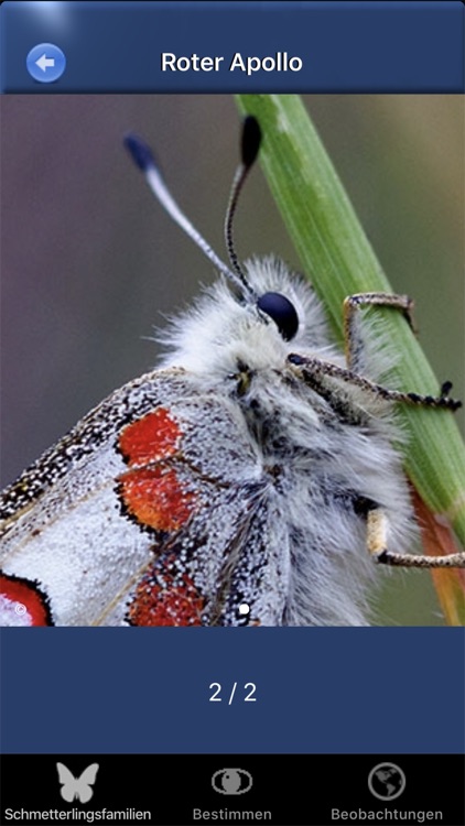 Schmetterling Id - Tagfalter screenshot-6