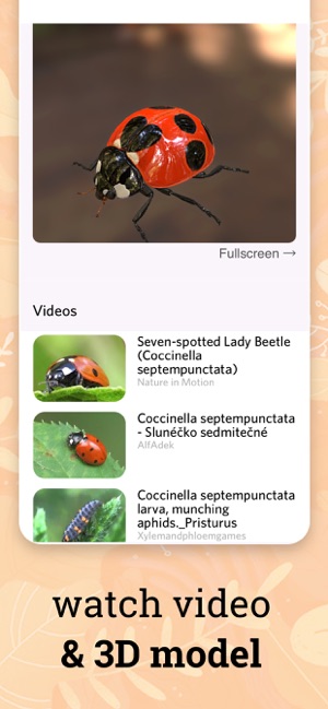 Insect identification ·(圖3)-速報App