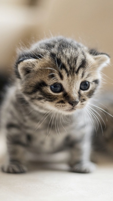 Cat & Kitten Wallpapers - meow screenshot 2