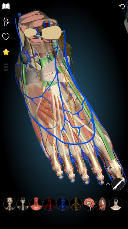 3D Anatomy Learning - Atlas screenshot-5
