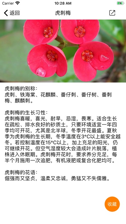 多肉植物-可爱小多肉