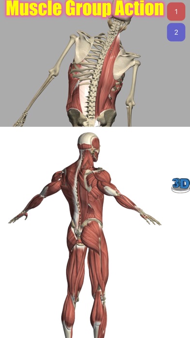 Visual Anatomy Screenshot 3