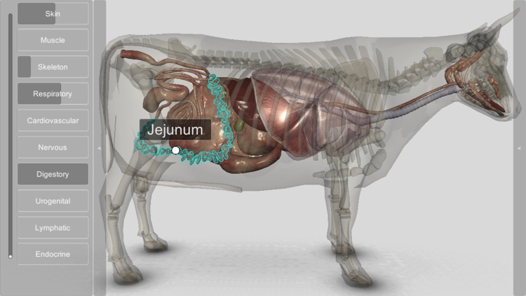 3D Bovine Anatomy screenshot-7