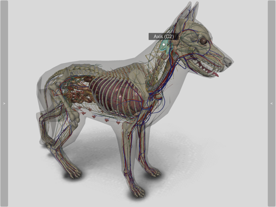 3D Canine Anatomy 3D Canine Anatomy