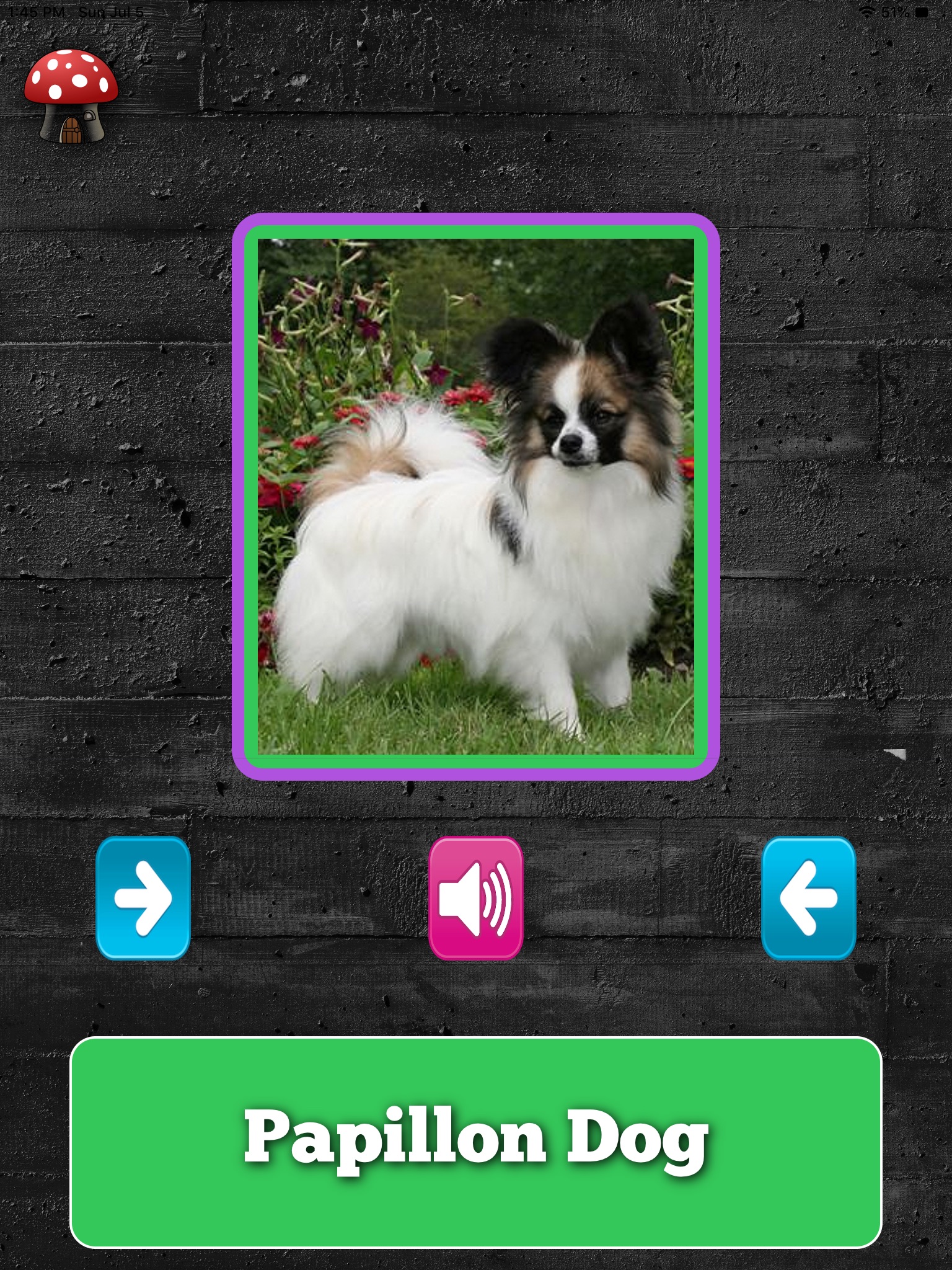 A Dogs Breed Quiz screenshot 2