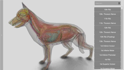 3D Canine Anatomy 3D Canine Anatomy