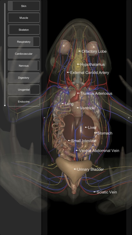 3D Frog Anatomy screenshot-4