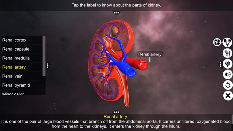 Urinary System Physiology screenshot-4