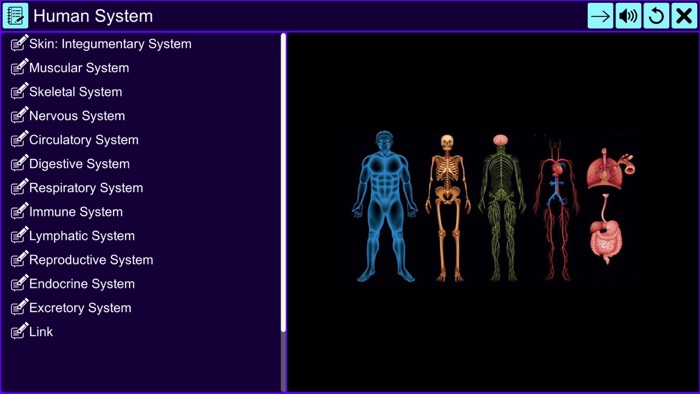 The Amazing Human System