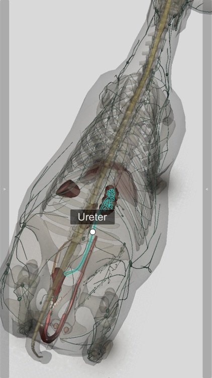 3D Bovine Anatomy screenshot-6